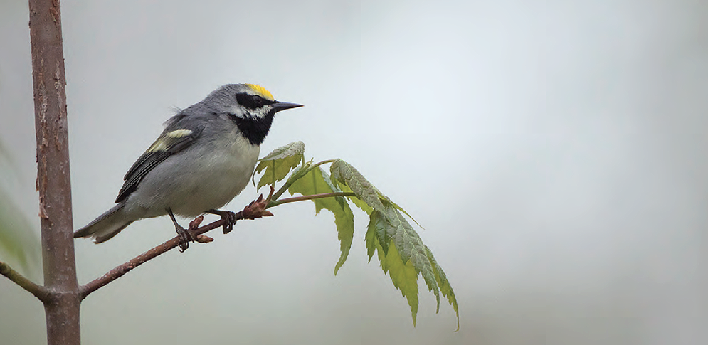 Home - New Hampshire Bird Records